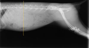 うさぎの胃のうっ滞のレントゲン　ラテラル像