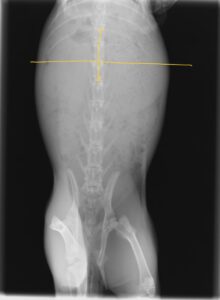 うさぎの胃のうっ滞のレントゲン　仰向け