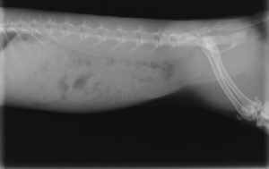 うさぎの胃のうっ滞の治療後胃のサイズが小さくなったレントゲン　