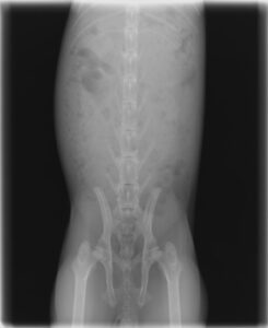 うさぎの胃のうっ滞の治療後胃のサイズが小さくなったレントゲン