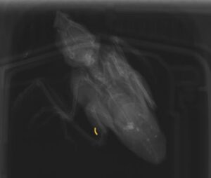 文鳥の脚の骨折のレントゲン写真