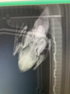 インコのレントゲン画像
