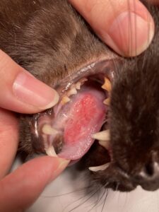 猫　口腔内腫瘍