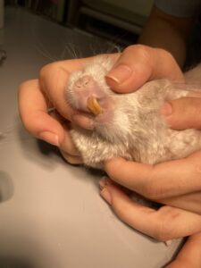 前歯が伸びているチンチラ