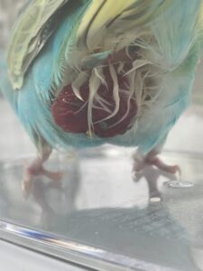 インコのお尻から赤黒いものが出ている