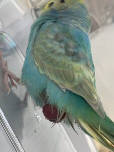 インコのお尻から赤黒いものが出ている